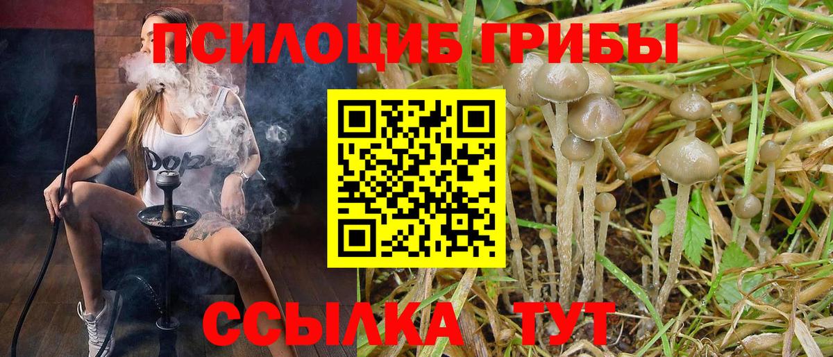 Фролово  Псилоцибиновые грибы Psilocybe  Вход с VPN 